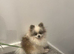 Male teacup Pomeranian