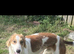 Suzuki Father & Son Pair – Beautiful, Friendly, Active Dogs