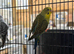 Black wing budgies available