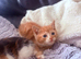 Beautiful little kittens
