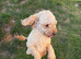 KC toy poodle bitch