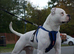 Johnson male bulldog for stud