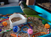 Semi tame male Quaker and cage