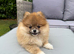 ** KC ORANGE SABLE POMERANIAN GIRL**