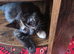 Tortachelle kitten