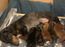 Miniature Dachshund puppies ready now! Last two available