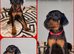 Stunning Dobermann Puppies