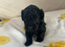 Gorgeous f1 Shih poo puppies