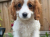 Beautiful litter Cavapoo