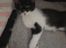 3 beautiful kittens left