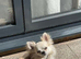 Long Haired Chihuahua for sale