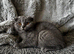 Ready Now - Tica registered Scottish Fold & Straight kittens
