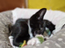2 male kittens 10 weeks old, ip3