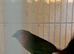 Red Parrot Finches