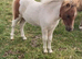 SPSBS miniature Filly