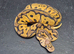 UPDATED Various Ball Python Hatchlings