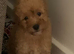 Teddy bear Poochon puppies