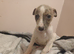 Show bred whippetts