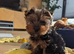 Yorkshire Terrier Puppy