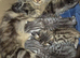 3 Persian x Kittens