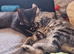 3 month old kittens