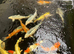Koi