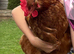 4 hens