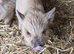 Kune kune piglets