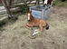Lovely Buckskin yearling