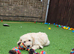 READY TO GO!!! Multigeneration Goldendoodle Puppies