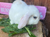 Pure Bred Mini Lops for sale