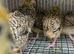 Golden jumbo quails