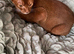 BEAUTIFUL ABYSSINIAN SORREL CAT LOOKING FOR A LOVING HOME