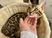 Gorgeous! One of the Kind Bengal Baby!