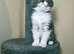 Maine coon