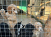 Last 2 stunning F1B miniature labradoodles