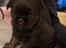 75% griffon 25% Chihuahua girl for sale ready to go now