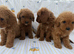 Stunning cavapoos for sale