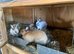 Californian x Thuringer Rabbits – 3 Does & 1 Buck – 10 Weeks