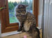 Pure breed main coon male