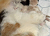 Persian x Ragdoll Kittens
