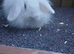 Double mane lop lion head