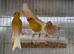 Very good quality yellow dimorphic chichs