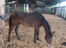 Apploosa filly reduced