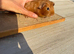 Pure bred California & satin baby boar guinea pigs