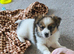 Male pomeranian cross
