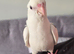 Handsome albino male cockatiel baby