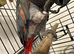 red factor full tame