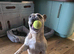 Male French bulldog, KCReg, 7yrs