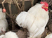 White pekin hatching eggs chicken bantam beautiful birds